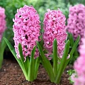 Гиацинт Pink Pearl (3 шт. в уп.) Гиацинт Pink Pearl (3 шт. в уп.)