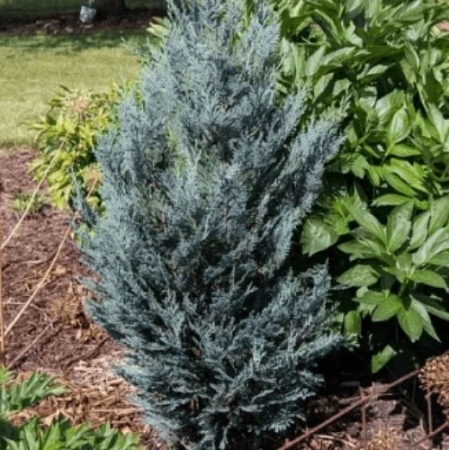 Кипарисовик голубой Блю Риббон (Blue Ribbon) 120 см