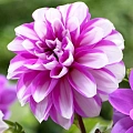 Георгина Priceless Pink (1 шт. в уп.) Георгина Priceless Pink (1 шт. в уп.)