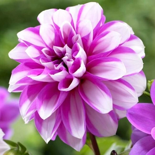 Георгина Priceless Pink (1 шт. в уп.) Георгина Priceless Pink (1 шт. в уп.)