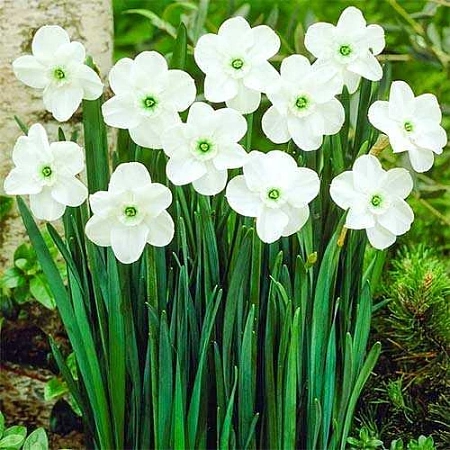 Нарцисс Green Eyed Lady (5 шт. в уп.)