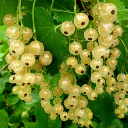 Смородина Смольяниновская белая Смородина Смольяниновская белая