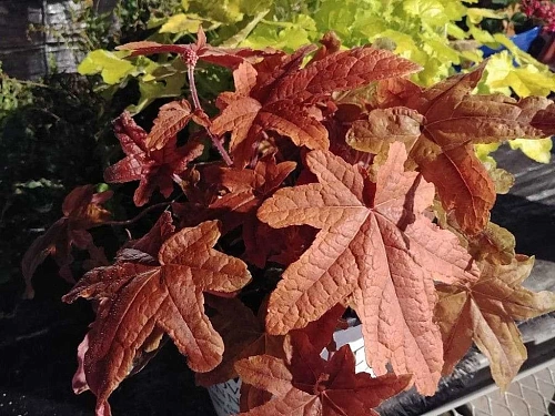 Гейхерелла Red Rover Гейхерелла Red Rover