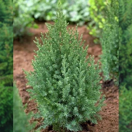 Можжевельник Стрикта (Stricta) 60 - 80 см