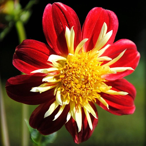 Георгина La Gioconda Георгина La Gioconda