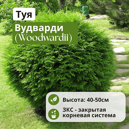 Туя Вудварди (Woodwardii) западная 40-50 см C3