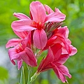 Канна Pink President (уп. 1 шт) Канна Pink President (уп. 1 шт)