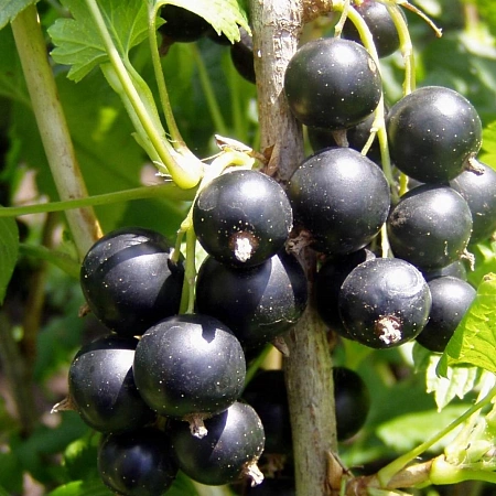 Смородина черная Нара Смородина черная Нара