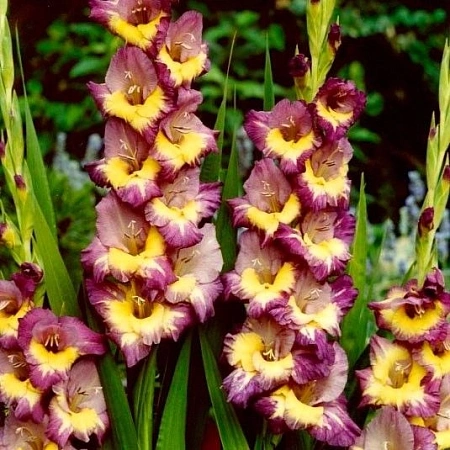 Гладиолус Dynamite