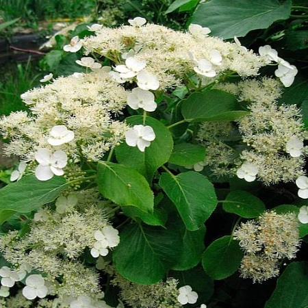 Гортензия черешковая (subsp.petiolaris) 60-80 см Гортензия черешковая (subsp.petiolaris) 60-80 см