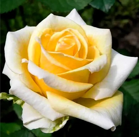 Роза чайно-гибридная Казанова (Casanova) кремово-желтая С4