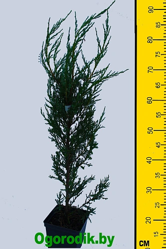 Можжевельник скальный Блю Эрроу 50-70 см Можжевельник скальный Блю Эрроу 50-70 см