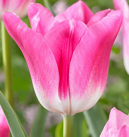 Тюльпан Royal Ten (5 шт. в уп.)