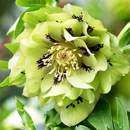 Морозник Double Ellen Green (уп. 1 шт)