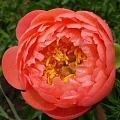 Пион Coral Sunset Пион Coral Sunset