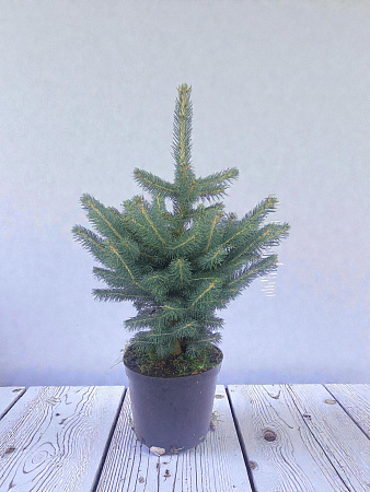 Ель колючая голубая 40-60 см в горшке