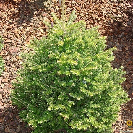 Пихта корейская 80 см