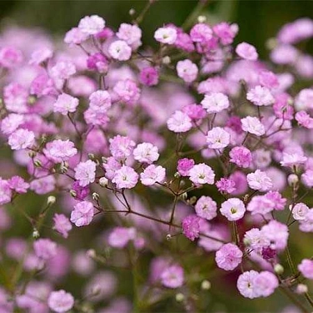 Гипсофила Flamingo (3 шт. в уп.)