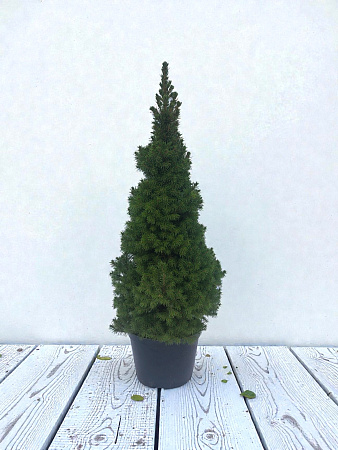 Ель канадская Коника (Conica) 70-110 см копаная в горшке