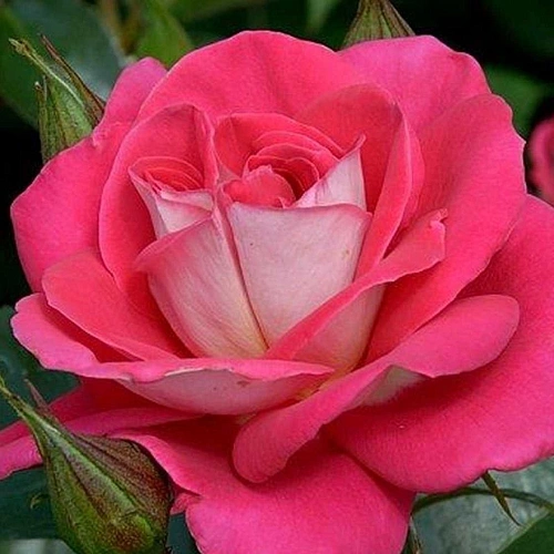 Роза флорибунда Хайматмелоди (Heimatmelodie) Сербия Роза флорибунда Хайматмелоди (Heimatmelodie) Сербия