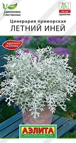 Цинерария Летний иней 0,1 г (АЭЛИТА) Цинерария Летний иней 0,1 г (АЭЛИТА)