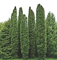 Туя западная Колумна (Columna) 120-140 см Туя западная Колумна (Columna) 120-140 см
