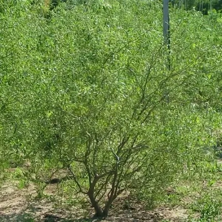 Ива Свердловская крученая С5 Ива Свердловская крученая С5