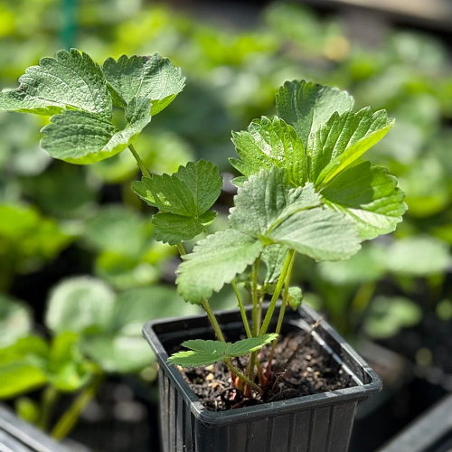 Клубника Нанди Клубника Нанди