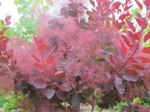 Скумпия Grace кожевенная 40-60 см Скумпия Grace кожевенная 40-60 см