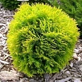 Туя Даника Ауреа (Danica Aurea) шаровидная C3 20-30 см Туя Даника Ауреа (Danica Aurea) шаровидная C3 20-30 см