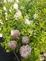 Гортензия Грандифлора (Grandiflora) метельчатая С3 3-хлетка Гортензия Грандифлора (Grandiflora) метельчатая С3 3-хлетка