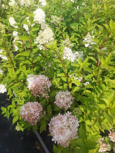 Гортензия Грандифлора (Grandiflora) метельчатая С3 3-хлетка Гортензия Грандифлора (Grandiflora) метельчатая С3 3-хлетка
