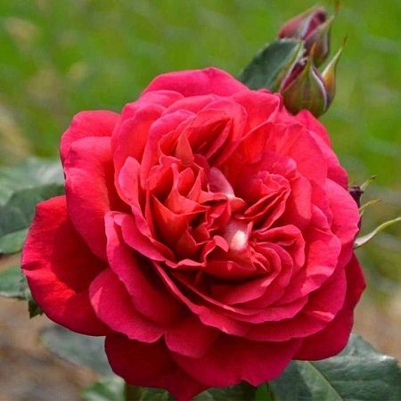 Роза флорибунда Мона Лиза (Mona Lisa) Сербия