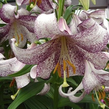 Лилия Lankon (1 шт. в уп.)