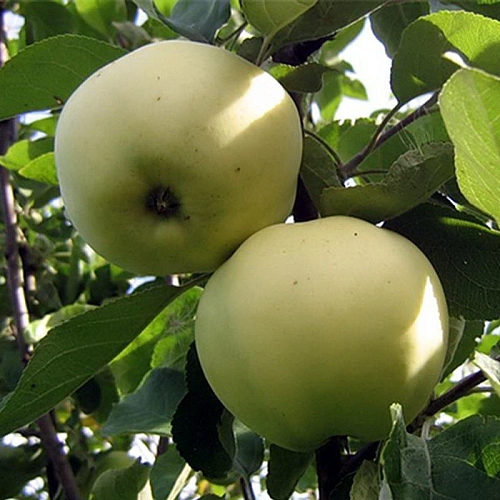 Яблоня Папировка (однолетка) Яблоня Папировка (однолетка)