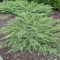 Можжевельник Грин Карпет (Green Carpet) С3 Можжевельник Грин Карпет (Green Carpet) С3