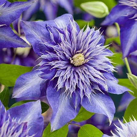 Клематис Multi Blue (Мульти Блю)