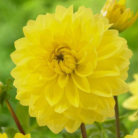 Георгина American Sun (1 шт. в уп.)