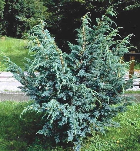 Можжевельник Блю Альпс китайский 20-30 см Можжевельник Блю Альпс китайский 20-30 см