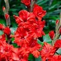Гладиолус Fire Ruffle (5 шт. в уп.) Гладиолус Fire Ruffle (5 шт. в уп.)