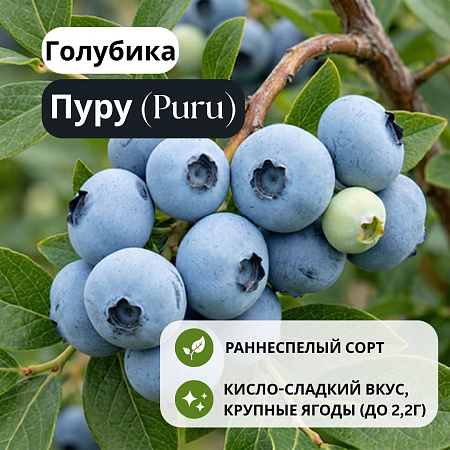 Голубика Пуру (Puru) С1,5 Голубика Пуру (Puru) С1,5