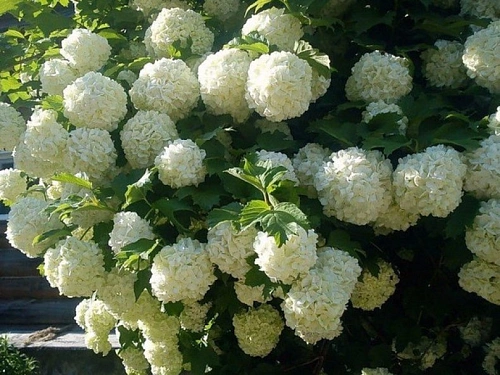 Калина Boul de Neige (Бульденеж) Калина Boul de Neige (Бульденеж)