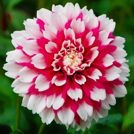 Георгина Fuzzy Wuzzy (уп. 1 шт)