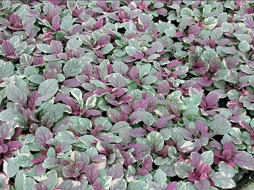 Живучка Бургунди Глоу С2 Живучка Бургунди Глоу С2