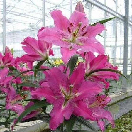 Лилия Key West (3 шт. в уп.)