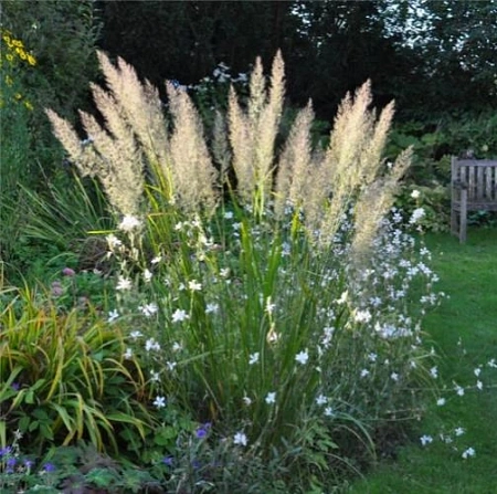 Вейник короткохохолковый