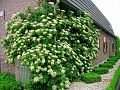 Гортензия черешковая 20-30 см Гортензия черешковая 20-30 см