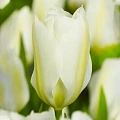 Тюльпан White Emperor (5 шт. в уп.) Тюльпан White Emperor (5 шт. в уп.)