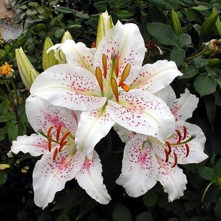 Лилия Rosy Dawn (уп. 2 шт)