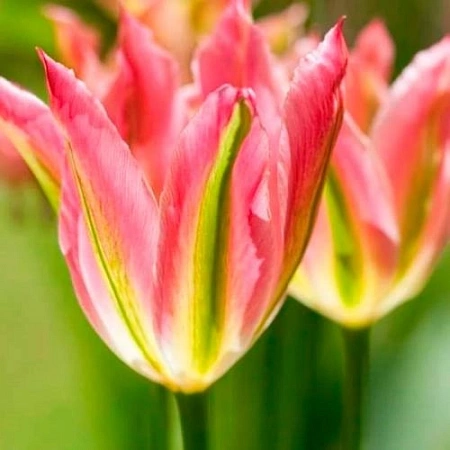 Тюльпан Virichic (5 шт. в уп.)